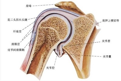 肩周炎,肩周炎的症状,肩周炎的治疗方法-吕大夫在线 