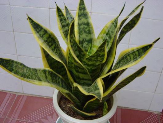 挡辐射植物--虎皮兰